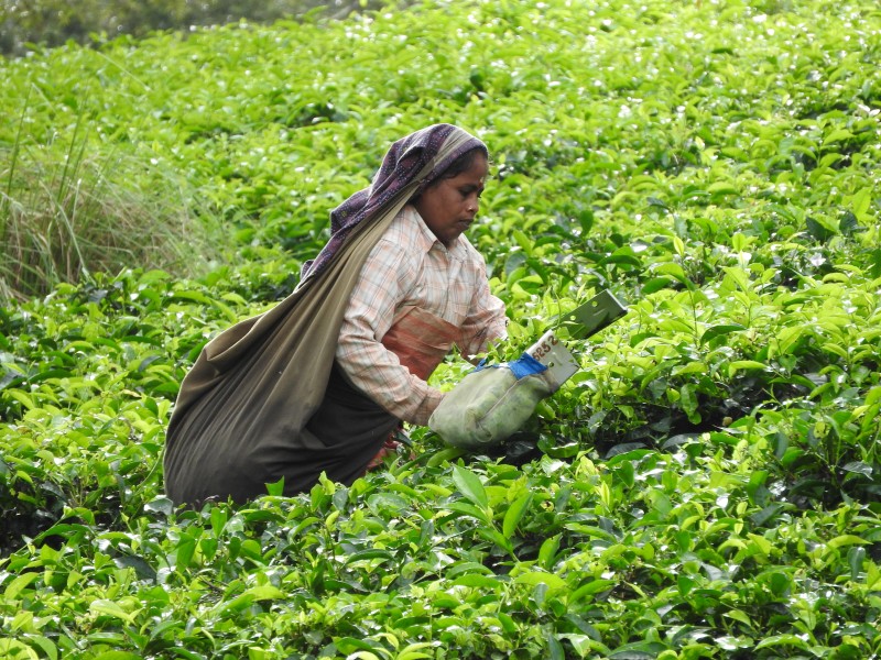 12 PERIYAR Piantagione di te